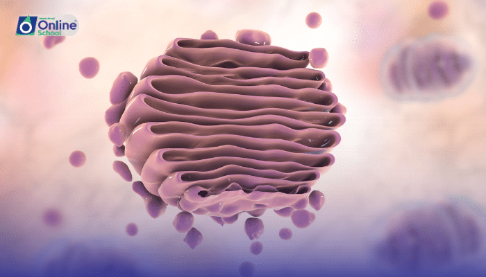 Lesson 09: Golgi Complex